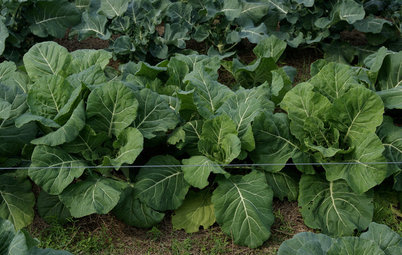Cool-Season Vegetables: How to Grow Collards