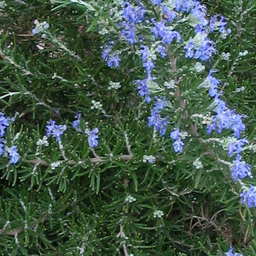 Chef’s Choice® Rosemary Rosemary officinalis 'Roman Beauty' PP#18192