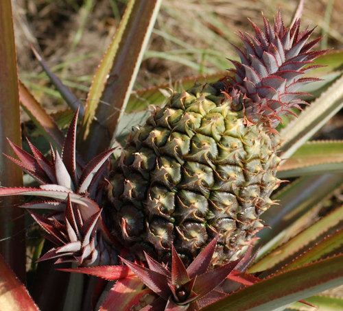 Plants Seeds Bulbs Collector Variety Pineapple Red Spanish 2 Slips Plants Yard Garden Outdoor Living