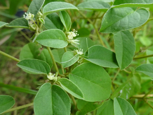 Oval Leaves & Tiny, White Flowers?