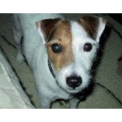 Robert Genovese's photo