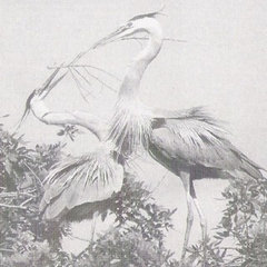 herons nest landscape design and construction