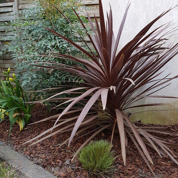 vue sur la cordyline et le massif exotique