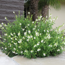 dove pond front yard