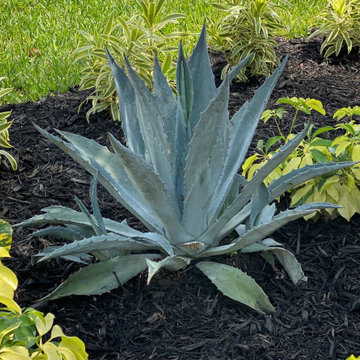 Tropical Landscaping Re Do