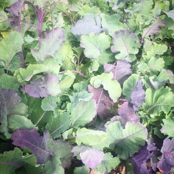 Edible Landscapes