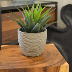 Decor & Accessories - Decorative Accents