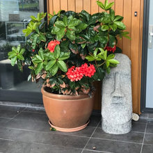 Plants