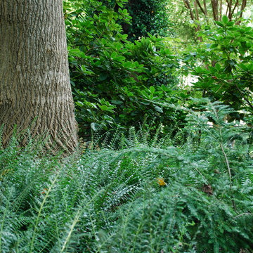 Christmas ferns en masse