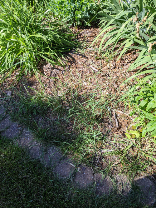 Weeds in garden bed