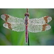 Fiona Reingruber's photo