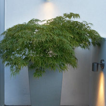 plant and trees