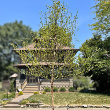 Native River Birch