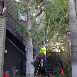Chinese elm tree trimming - Products