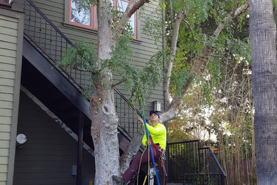 Chinese elm tree trimming