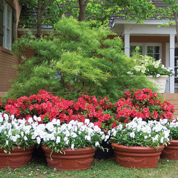 Encore Azalea Landscape