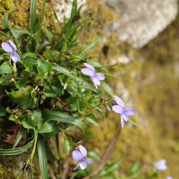 Violette tra il nuschio