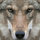 wolf_lovers