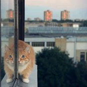Olisa Ndreçka's photo