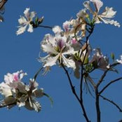 Foto de ม่านหมอก และก้อนเมฆ
