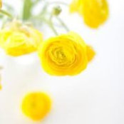 Rachel McGinn's photo