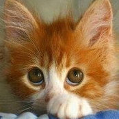 Kitty Dolans foto