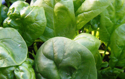 Cool-Season Vegetables: How to Grow Spinach
