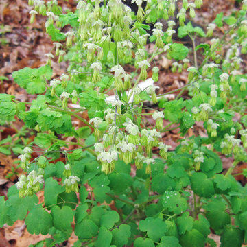 Great Design Plant: Thalictrum dioicum Thrives in Dry Shade