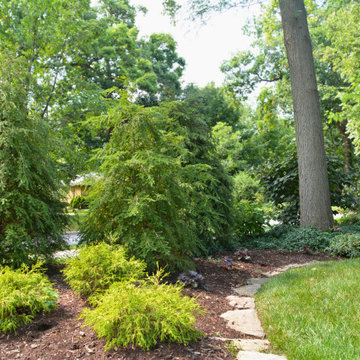 Dappled Light Amongst Lush Green