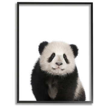 Baby Animal Studio Photo Panda, Framed Giclee Texturized, 11"x14"