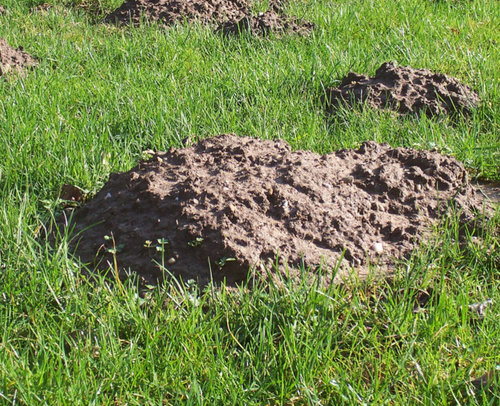 Maulwurfbekämpfung - Wie kann man den Maulwurf vertreiben?