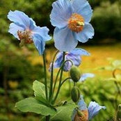 Corrina Baker's photo