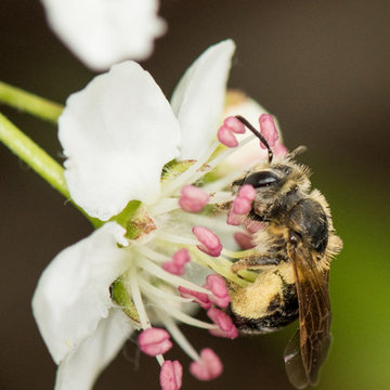 Aronia melanocarpa