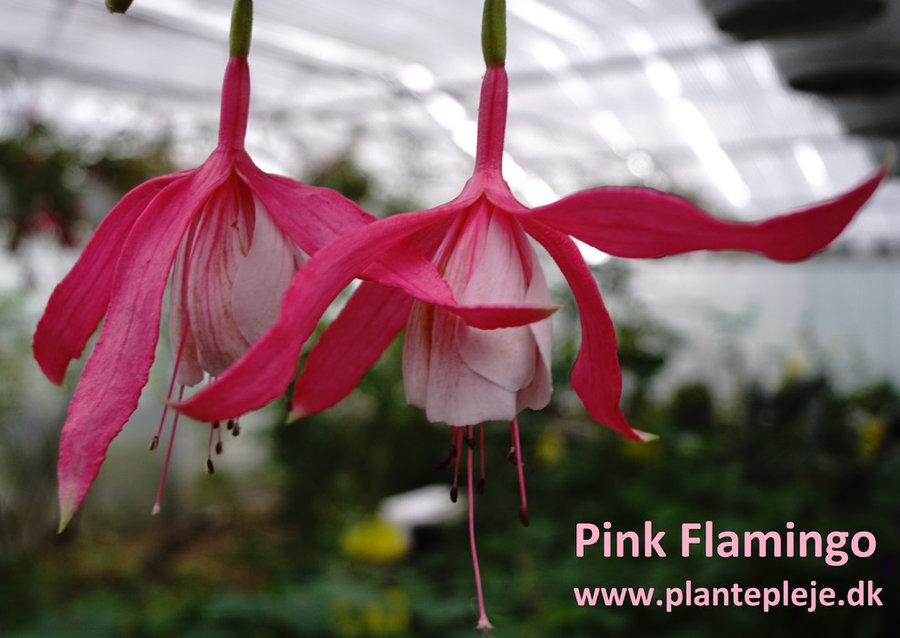 Fuchsia liste 2020 (her ses fotos af en mindre del af de fuchsia vi producere)