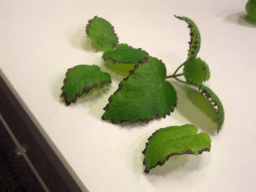 Mint leaves have brown edges