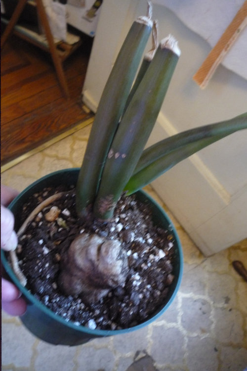Zz Plant Rescue
