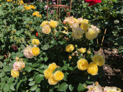 My Yellow and Apricot Roses