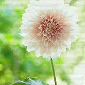 Shimaa Elkhadrawy's photo