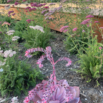 Pink Yarrow and succulents