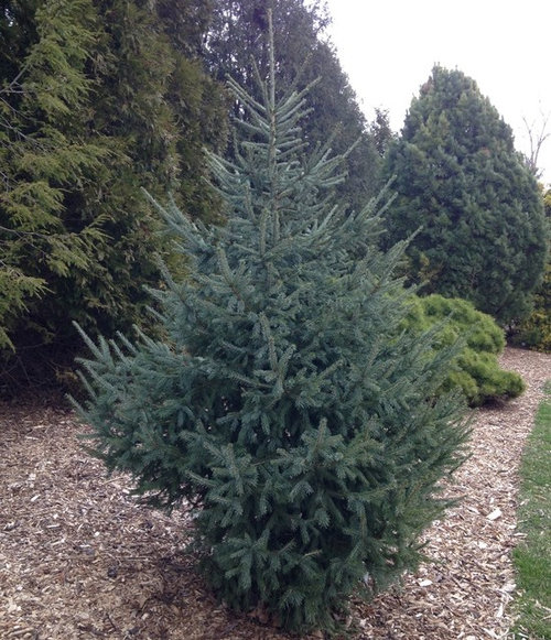 Picea obovata 'Arctos' and Others