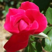 Barbel Pearson's photo