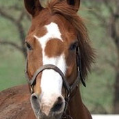 Dina Schultz's photo