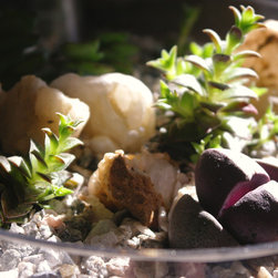 Micro-Gardens - Products