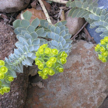 plants