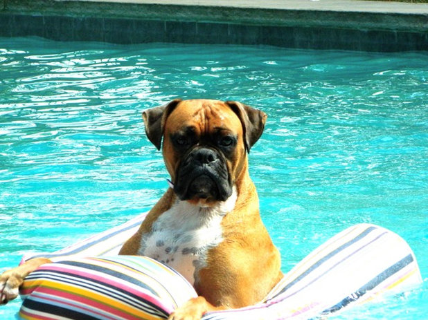 Houzz Call: Show Us Your Summertime Dog