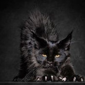 Denisa Solomon's photo