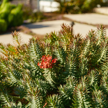 Explosive Color & Whimsical Plants