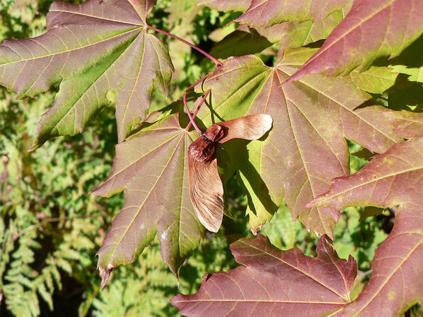 Vine maple (Acer circinatum)