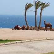 Amal Elimam's photo