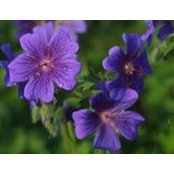 Margaret Legner's photo